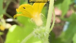 ПОЖЪЛТЯВАНЕ И ОПАДВАНЕ НА ЦВЕТОВЕТЕ