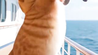 Video 605