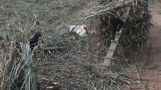 load sugar cane