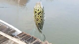 Fish buntel
