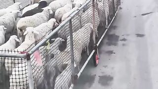 this sheep taxi is next level