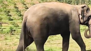 Part 1  Fakta Unik tentang Gajah music remix fyp animals