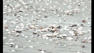 Karachi beach adorned with oysters natural scenery, environmental indicators and source of employment
