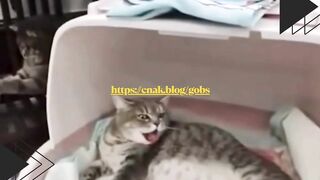 Istrinya kucing udah kesakitan mau lahiran.