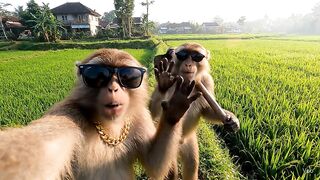 Monyet vlog di sawah