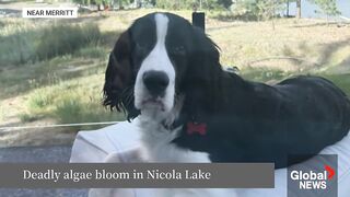 Tragic Warning: Puppy Dies from Toxic Algae in BC Lake