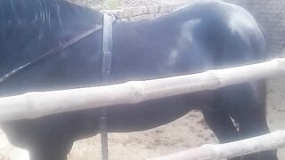 Sell for horse Dancer horse