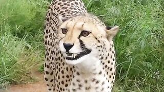 Rare Lovely Cheetah