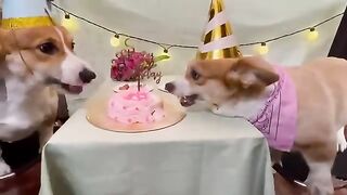 Happy Birthday- Dogs