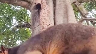 Tree kangaroo