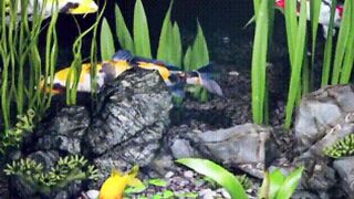 Nice fish 4