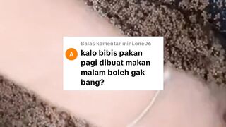 Bibis pakan pagi tapi diberikan malam, Boleh atau tidak