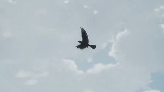 Demon Slayer S1 Ep-2 in hindi dubbed HD