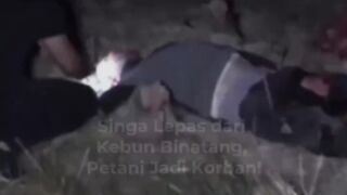 [VIDEO] Petani di Turki Terluka Parah Usai Diserang Singa