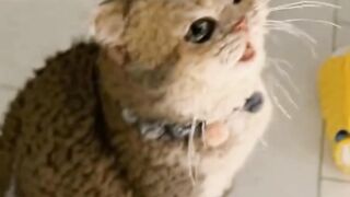 KUCING RAJUT LUCU DAN MENGGEMASKAN