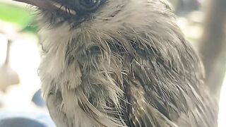 Beautifulbirds in the world