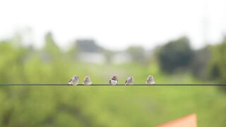 Mean birds. Funny cats