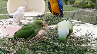 Talking_Parrot