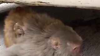 Femal Monkey ???? @MRINDIANHACKER @CrazyXYZ @Mast_Facts @IndianTrueFacts #shorts #explore