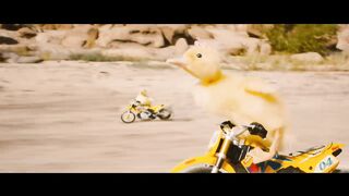 The cat who rescued the duckling. Fun