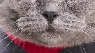 Cat plays piano for homeless dogs. Fun