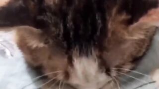 You laugh, You lose  Funniest Animals  #Part 3