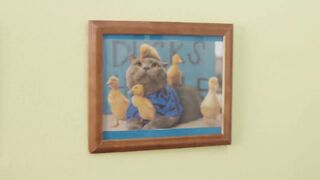Cat. The runaway duckling. Fun