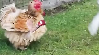 Joking fight