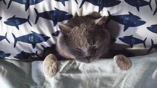 Cat quarantine funny. Fun