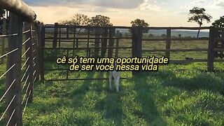 Motivaçaodiaria