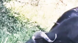Hunting animal...,.......