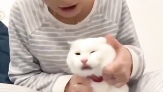 Cute Cat.......