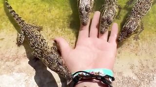 Baby crocodile attack #shorts #cubancrocodile