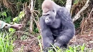 King kong....