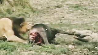 Lion v/s Crocodile