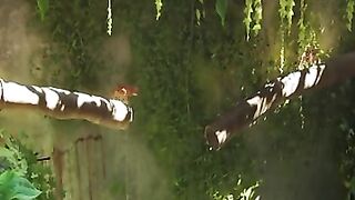Funny cat video full hd