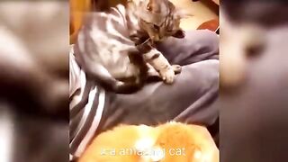 Funny cat
