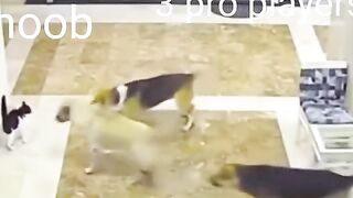 Catsvsdogs