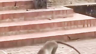 comedy video.animals comedy video.monkey funny video.animals funny videos#comedyvideo #monkeycomedy