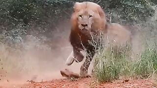Lion attitude