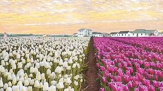 Wow so beautifull video watch end