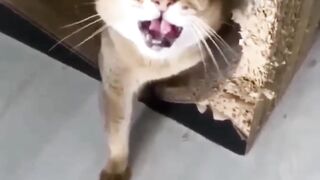QUANDO A RAÇÃO ACABA.