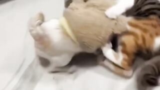 Dog vs Cat funny moments