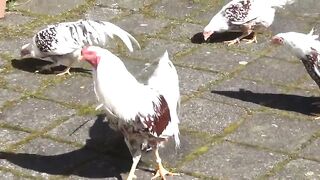 chiken songs and dancing rooster funny chiken dance????