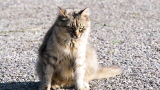 cute cate long jump on car