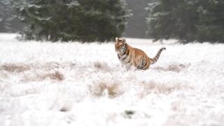 lion attack for ready on animals