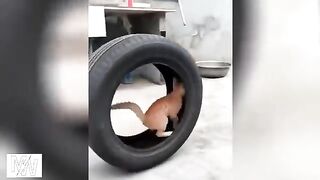 Try not to laugh????