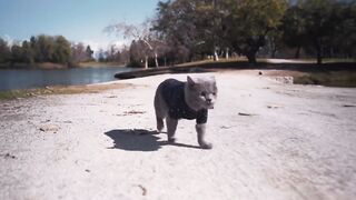 Cat. The matchmaker. Funny