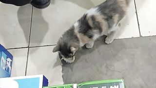 Hungry cat