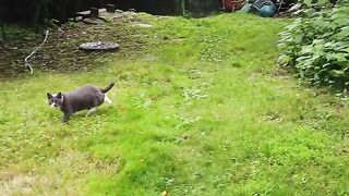 Cat fun and frolic